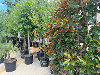 Clearview Plant and Garden, LLC - Photo 4 - Car repair in Metairie, LA, Metairie