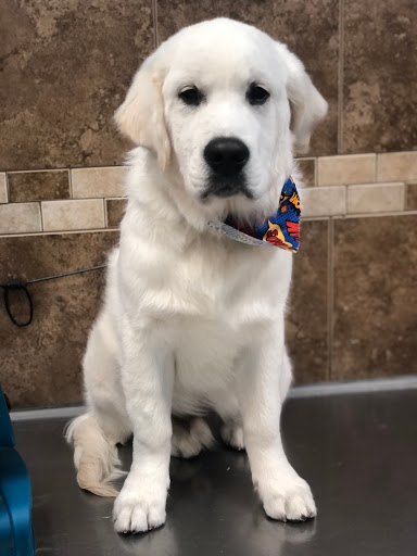 Pet Store «Canine Carousel», reviews and photos, 43135 Broadlands Center Plaza #129, Ashburn, VA 20148, USA