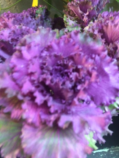 Florist «Ever Bloom Fresh Flowers», reviews and photos, 508 University Ave, San Diego, CA 92103, USA