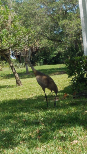 Golf Club «Village Golf Club», reviews and photos, 122 Country Club Dr, Royal Palm Beach, FL 33411, USA