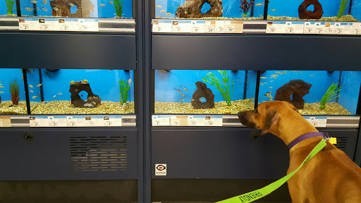 Pet Supply Store «Petco Animal Supplies», reviews and photos, 1049 S Willow St, Manchester, NH 03103, USA