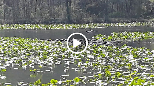 Nature Preserve «Governor Bridge Natural Area», reviews and photos, 7600 Governor Bridge Rd, Bowie, MD 20716, USA