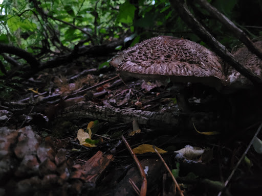 Park «Angle Lake Park», reviews and photos, 19408 International Blvd, SeaTac, WA 98188, USA