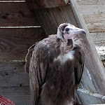 Photo n° 4 de l'avis de Alexandre.i fait le 15/07/2020 à 10:32 pour Rocher des Aigles à Rocamadour