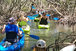 Lido Key Mangrove Kayak Tours image