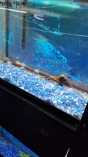 Pet Store «Pet Land», reviews and photos, 1450 Fort Campbell Blvd, Clarksville, TN 37042, USA