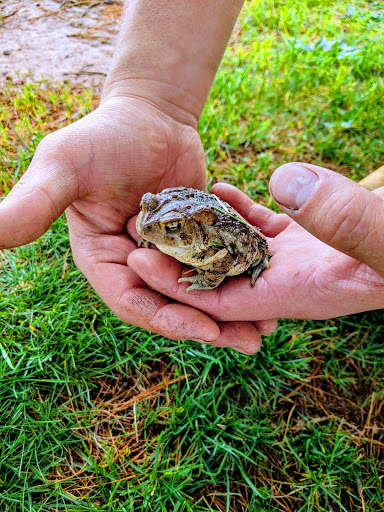 Grocery Store «Food Lion», reviews and photos, 511 E Baltimore St, Taneytown, MD 21787, USA