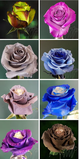 Florist «LV Flower Events», reviews and photos, 6331 Avenue N, Brooklyn, NY 11234, USA