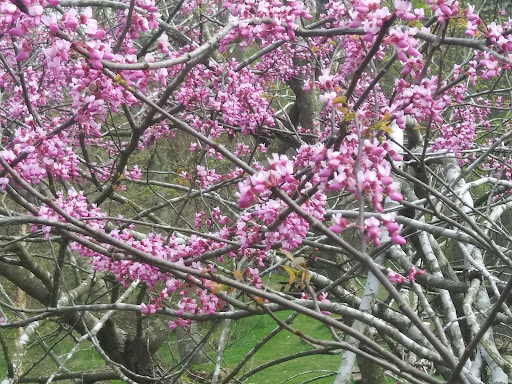 Historical Place «Jerusalem Mill», reviews and photos, 2813 Jerusalem Rd, Kingsville, MD 21087, USA