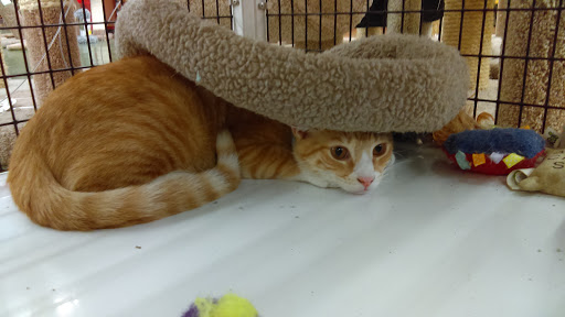 Pet Supply Store «Pet Supermarket, Inc.», reviews and photos, 380 E Michigan St, Orlando, FL 32806, USA