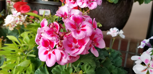 Hardware Store «Sunshine Ace Hardware Inc», reviews and photos, 141 Tamiami Trail, Naples, FL 34102, USA