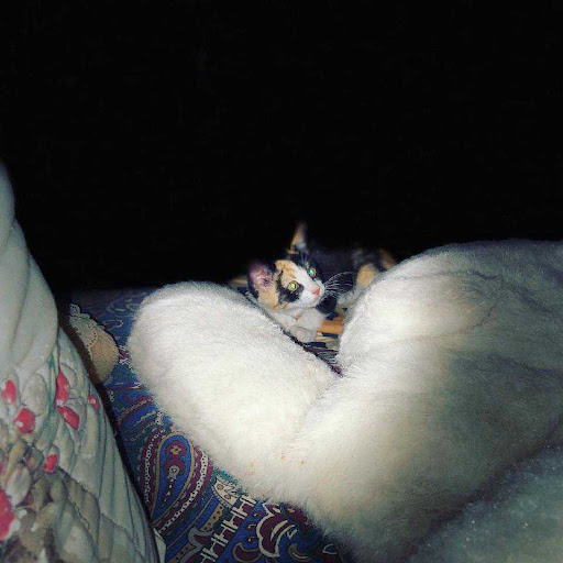 Thrift Store «Alpine Humane Society Thrift Store», reviews and photos, 706 N 5th St, Alpine, TX 79830, USA