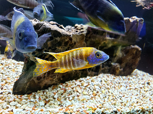 Tropical Fish Store «Premier Aquatics», reviews and photos, 1801 Roswell Rd, Marietta, GA 30062, USA