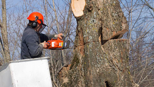 Salas Tree Service - Affordable Tree Trimming, Removal & Shaping in Bakersfield CA