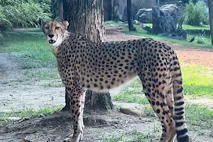 Cheetah Run image