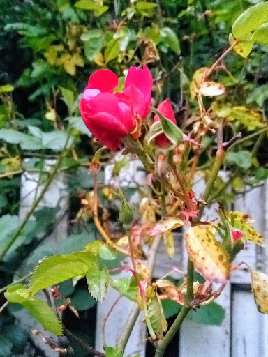 Market «La Honda Market», reviews and photos, 8865 La Honda Rd, La Honda, CA 94020, USA