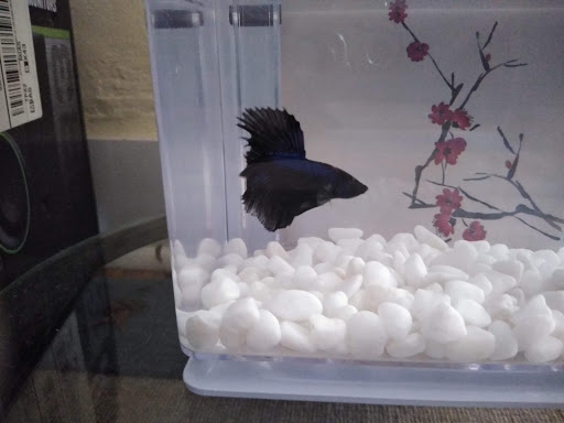 Pet Supply Store «Petco Animal Supplies», reviews and photos, 1951 N Military Trl c, West Palm Beach, FL 33409, USA