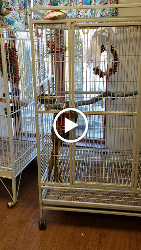 Bird Shop «Parrot & Bird Emporium Inc», reviews and photos, 360 N Westfield St, Feeding Hills, MA 01030, USA