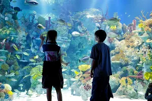 Bristol Aquarium image