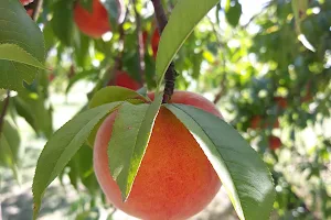 Adair's Orchards image