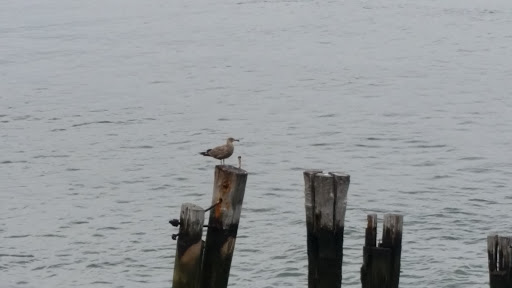 Park «Carl Schurz Park», reviews and photos, East 86th Street & East End Ave, New York, NY 10028, USA