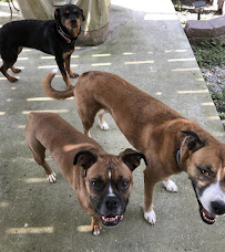 Sarge In Charge Pet Sitting - Photo 5 - Car repair in , Chattanooga