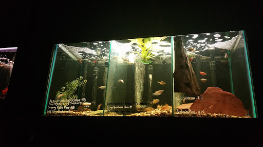 Tropical Fish Store «Fish Finatics», reviews and photos, 7037 Manlius Center Rd, East Syracuse, NY 13057, USA