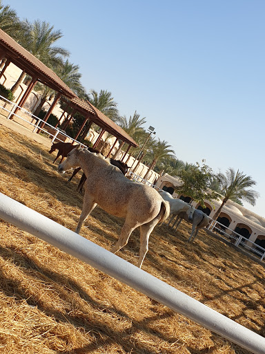 Alamin Stud - مزرعة الأمين