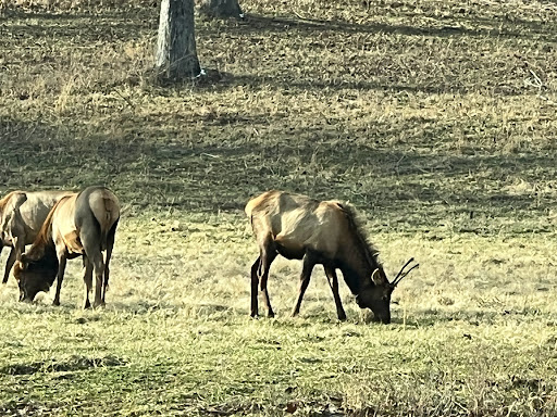 Visitor Center «Golden Pond Visitor Center & Planetarium», reviews and photos, 238 Visitor Center Dr, Golden Pond, KY 42211, USA