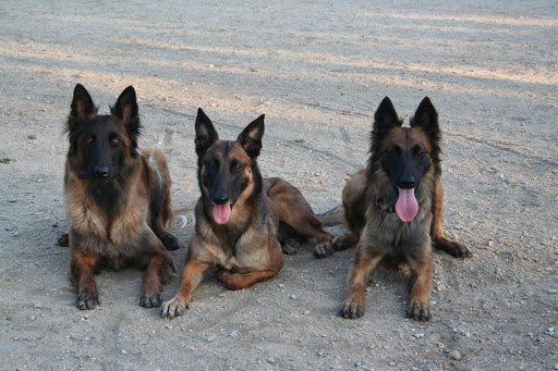 Pet Supply Store «Veterinary Medical Center and Specialty Pet Supply», reviews and photos, 8165 Morro Rd, Atascadero, CA 93422, USA