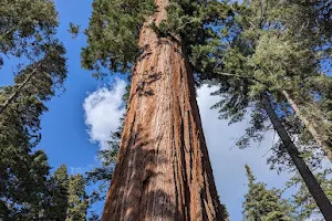 Calaveras Big Trees State Park image