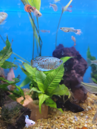 Pet Supply Store «Petco Animal Supplies», reviews and photos, 6140 University Dr, Huntsville, AL 35806, USA