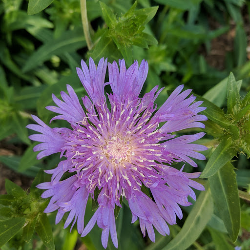 Nature Preserve «Hemlock Bluffs Nature Preserve», reviews and photos, 2616 Kildaire Farm Rd, Cary, NC 27511, USA