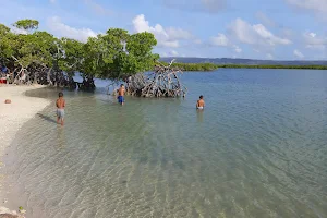 Morrocoy image