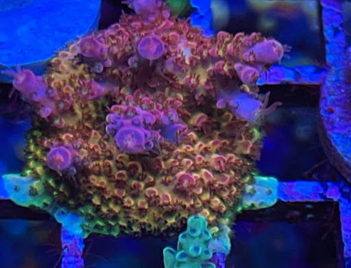 Tropical Fish Store «Fintastic Aquariums», reviews and photos, 3305 NW Main Ave, Jensen Beach, FL 34957, USA