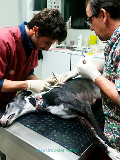 Clínica Veterinaria Maestroveterinarios en Pola de Lena