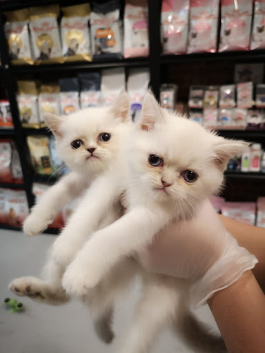 BEauty Cat للحيوانات الأليفة 