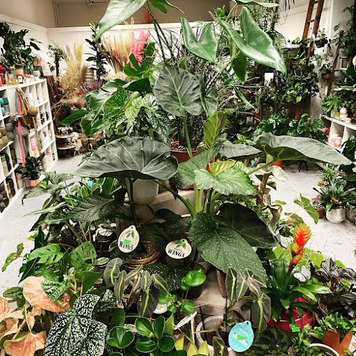 Reviews of Leafy House Indoor Plants in Northampton - Landscaper