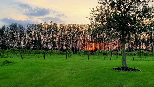 Winery «Summer Crush Vineyard & Winery», reviews and photos, 4200 Johnston Rd, Fort Pierce, FL 34951, USA
