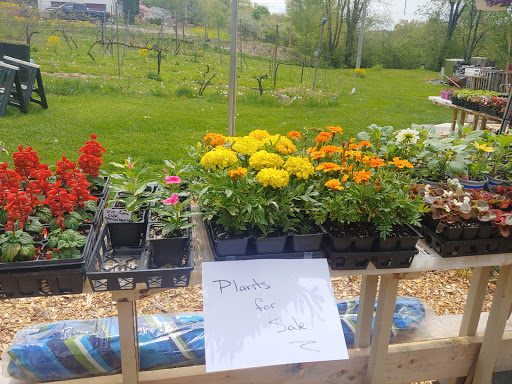 Vineyard «Ventimiglia Vineyard», reviews and photos, 101 Layton Rd, Wantage, NJ 07461, USA