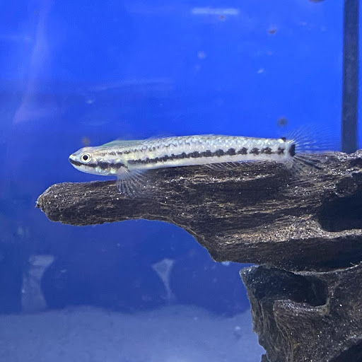 Pet Supply Store «Exotic Aquatic», reviews and photos, 275 E Oakland Park Blvd, Fort Lauderdale, FL 33334, USA