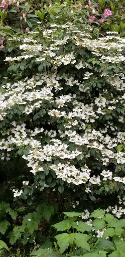 History Museum «Bush House Museum», reviews and photos, 600 Mission St SE, Salem, OR 97302, USA