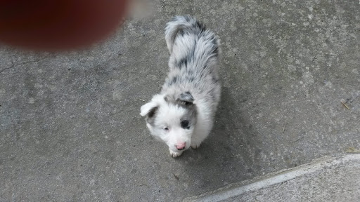 Clínica Veterinaria Zarugalde en Arrasate