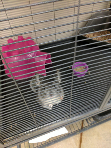 Pet Supply Store «Pet Supplies Plus», reviews and photos, 4250 N Alafaya Trail #240, Oviedo, FL 32765, USA