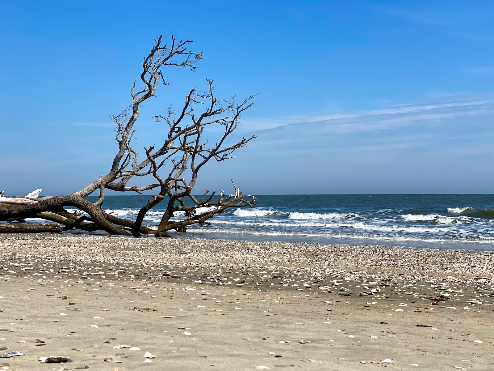Fotografija Driftwood beach z dolga ravna obala