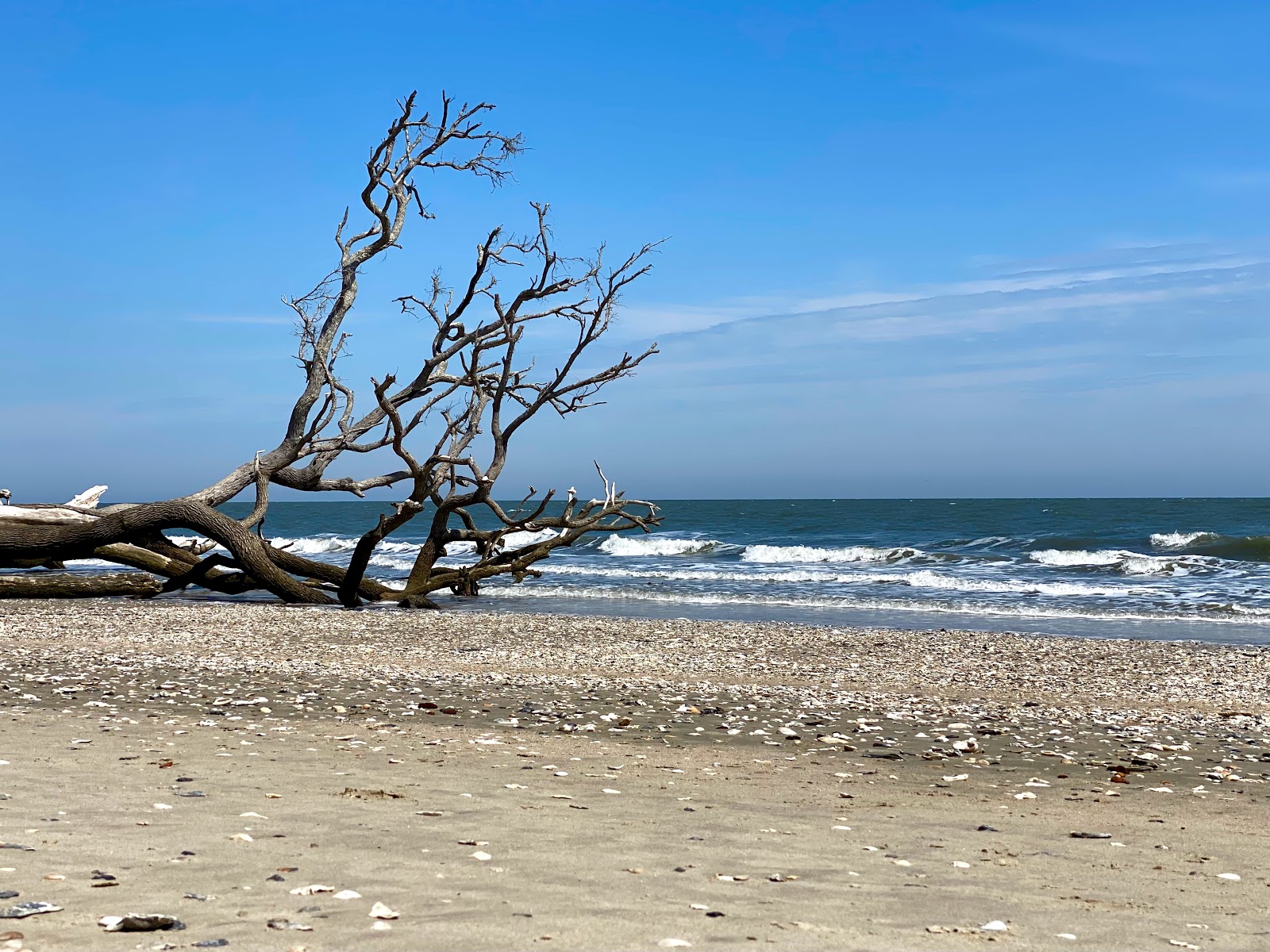 Photo de Driftwood beach avec un niveau de propreté de très propre