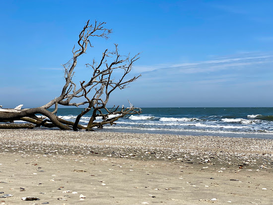 Driftwood beach