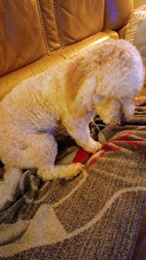 Pet Supply Store «Petco Animal Supplies», reviews and photos, 5120 E Bay Dr, Clearwater, FL 33764, USA