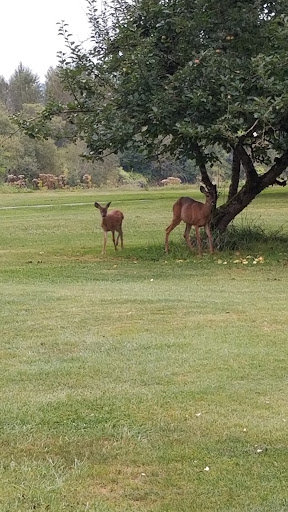 Golf Course «The Blue Heron Golf Course», reviews and photos, 1810 W Snoqualmie River Rd, Carnation, WA 98014, USA