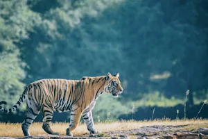 RANTHAMBORE NATIONAL PARK image